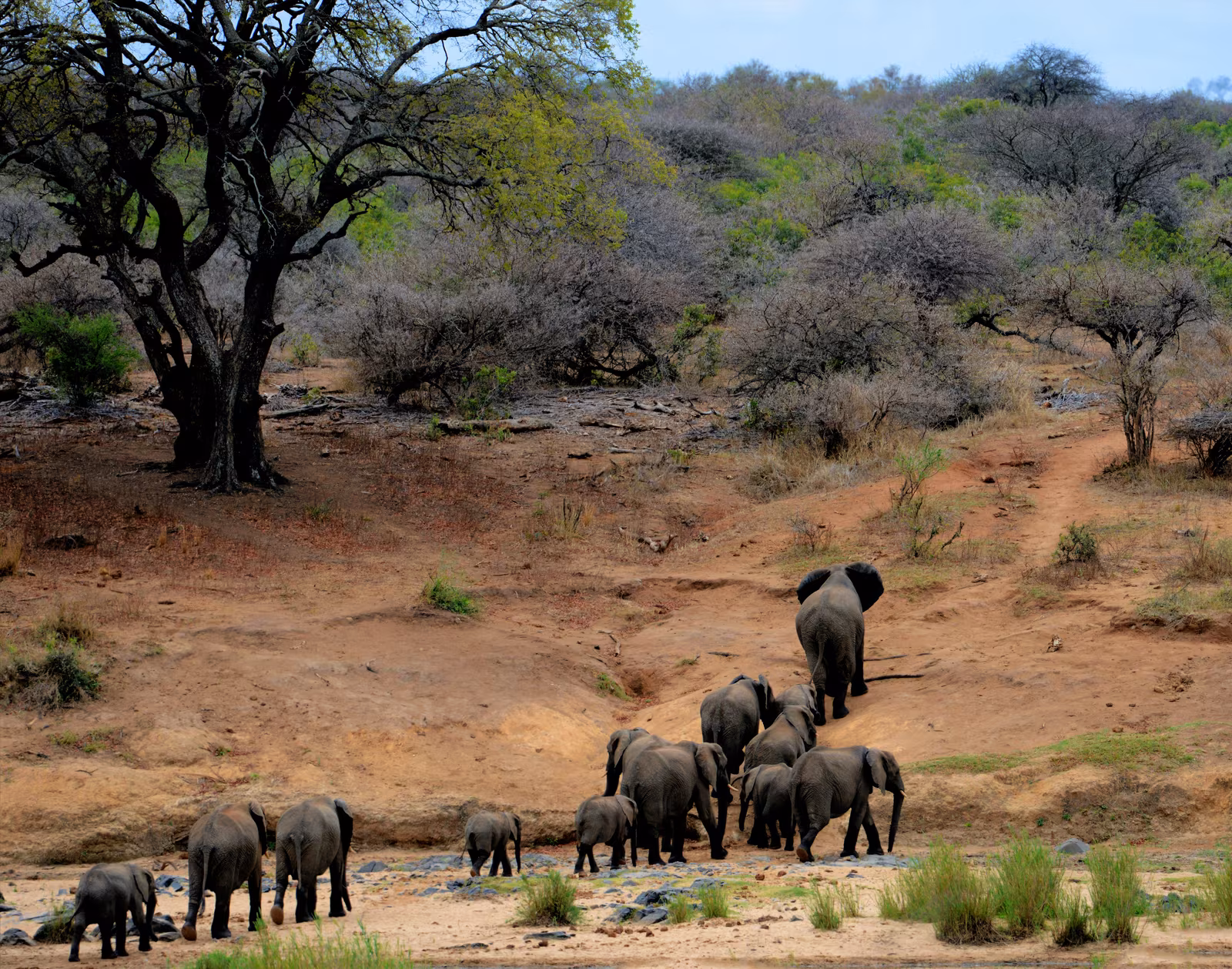 A herd of elephants moving through Kruger National Park, one of the experiences that draws visitors to South Africa.